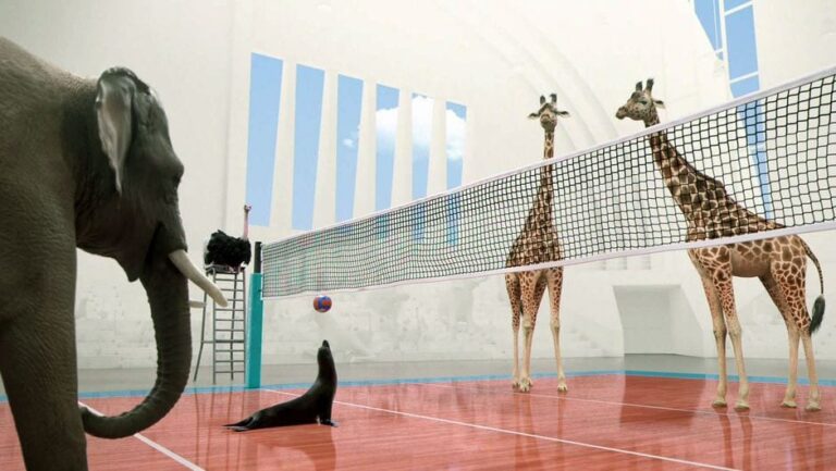 Όταν τα ζώα παίζουν …volley !